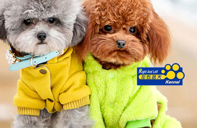 左右名犬網(wǎng)站設計案例